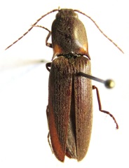 Pyrophorus indistinctus
