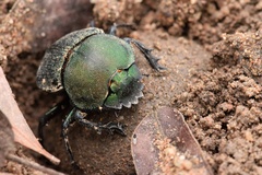 Kheper vanderkelleni