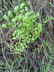 Adiantum jordanii image