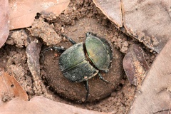 Kheper vanderkelleni