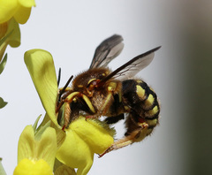 Anthidium loti