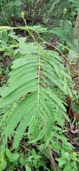 Albizia chinensis