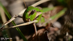 Gastrimargus marmoratus