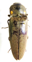 Pyrophorus noctilucus
