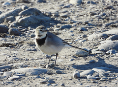 Motacilla alba