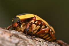 Pachnoda sinuata