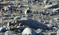 Motacilla alba