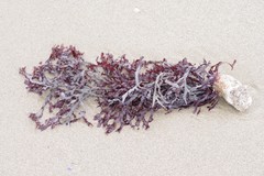Gelidium pristoides
