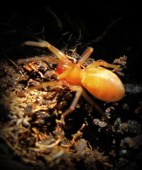 Orsolobidae