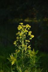 Euphorbia seguieriana