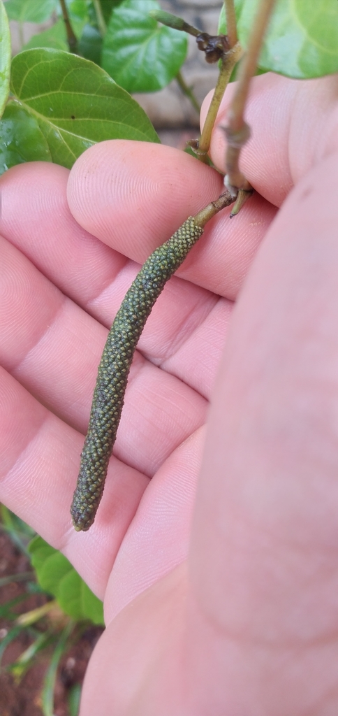 Piper mikanianum