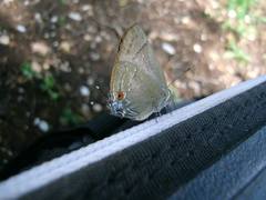 Allosmaitia strophius