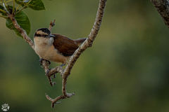 Campylorhynchus chiapensis