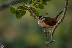 Campylorhynchus chiapensis