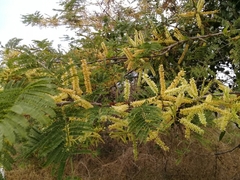 Senegalia macilenta