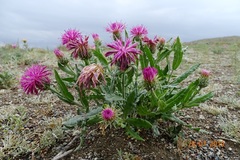 Jurinea mongolica