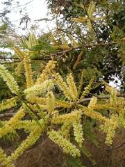 Senegalia macilenta