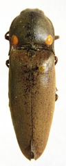 Pyrophorus noctilucus