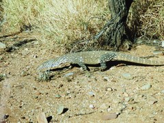 Varanus giganteus