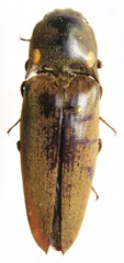 Pyrophorus noctilucus