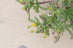Senecio litorosus