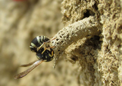Stenancistrocerus obstrictus