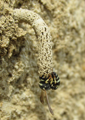 Stenancistrocerus obstrictus