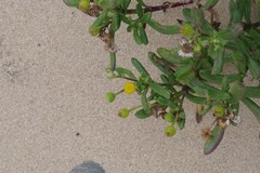 Senecio litorosus