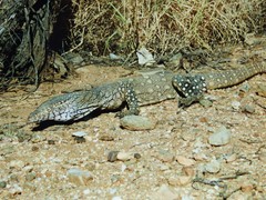 Varanus giganteus