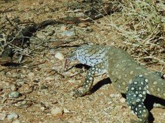 Varanus giganteus