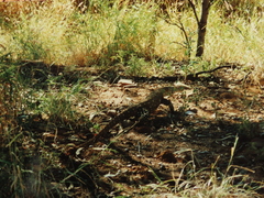 Varanus giganteus