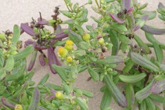 Senecio litorosus