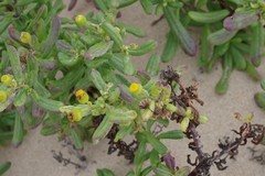 Senecio litorosus