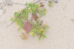 Dasispermum