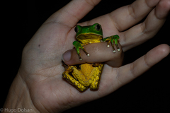Phyllomedusa burmeisteri