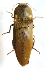 Pyrophorus noctilucus