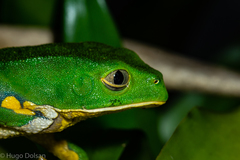Phyllomedusa burmeisteri