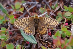 Boloria polaris