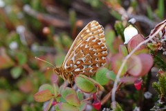 Boloria polaris