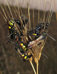 Scolia fuciformis