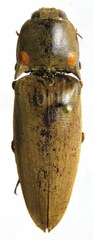 Pyrophorus noctilucus