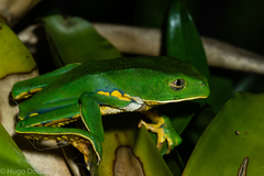 Phyllomedusa burmeisteri
