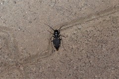 Megacephala asperata