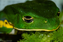 Phyllomedusa burmeisteri