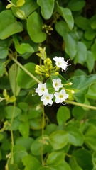 Commicarpus plumbagineus