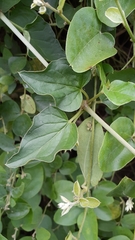 Commicarpus plumbagineus