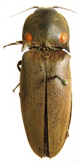 Pyrophorus noctilucus