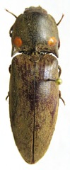 Pyrophorus noctilucus