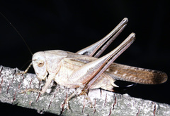 Platycleis intermedia