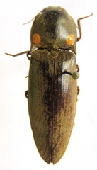 Pyrophorus noctilucus